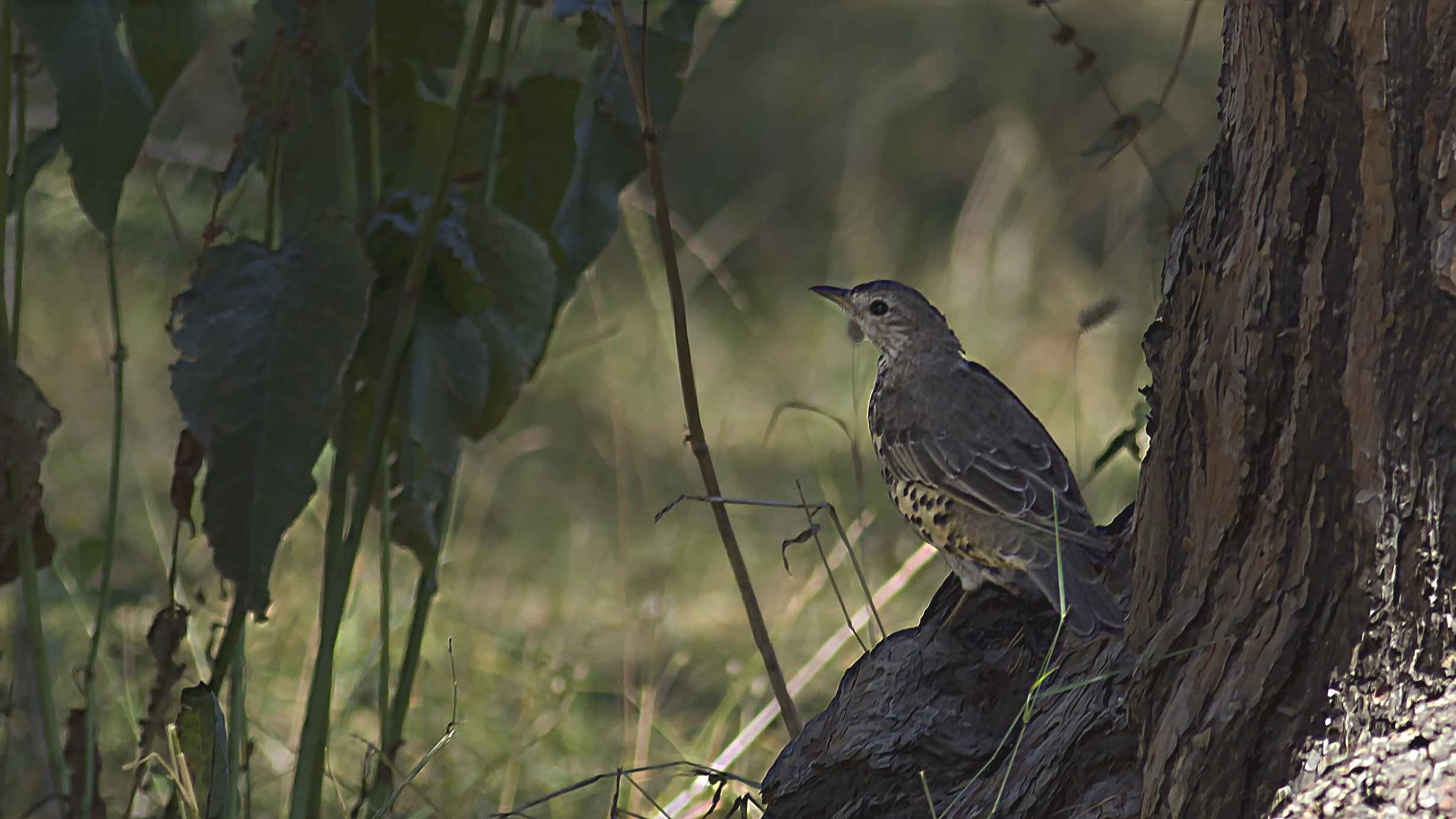 Mistle Thrush